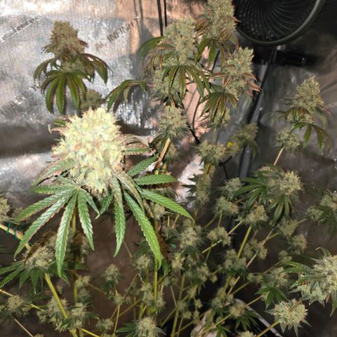 Cob's Copper Candy growlog timeline photo