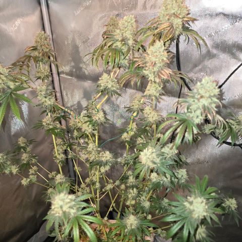 Cob's Copper Candy growlog timeline photo