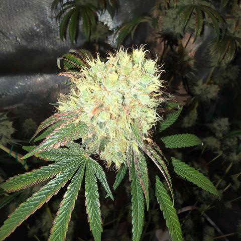 Cob's Copper Candy growlog timeline photo