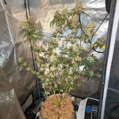 Cob's Copper Candy growlog timeline photo