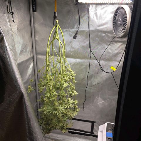 Cob's Copper Candy growlog timeline photo