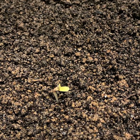 Amnesia Auto (Seedstockers) growlog photo