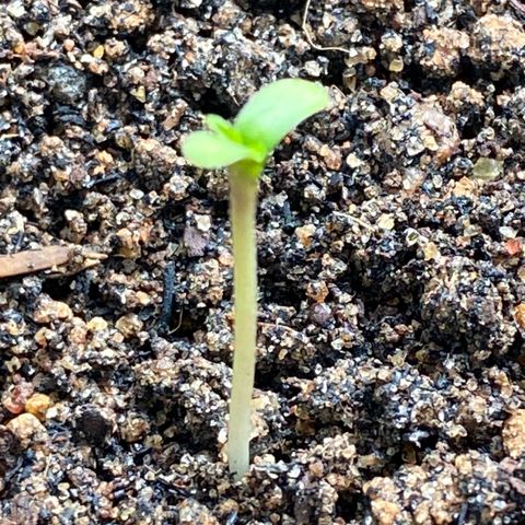 Amnesia Auto (Seedstockers) growlog photo