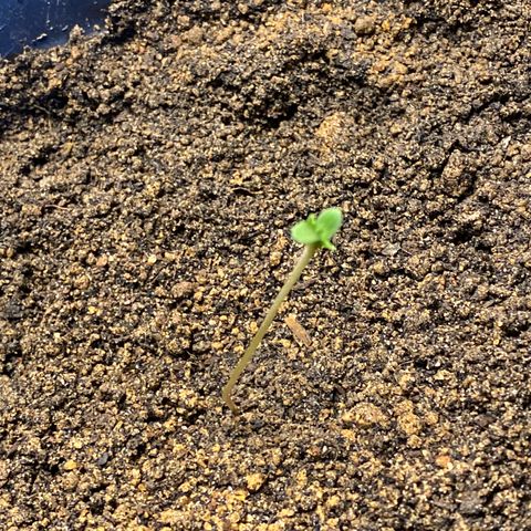 Amnesia Auto (Seedstockers) growlog photo