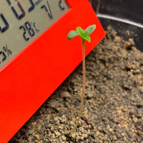 Amnesia Auto (Seedstockers) growlog photo