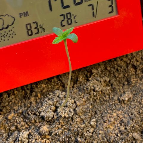 Amnesia Auto (Seedstockers) growlog photo