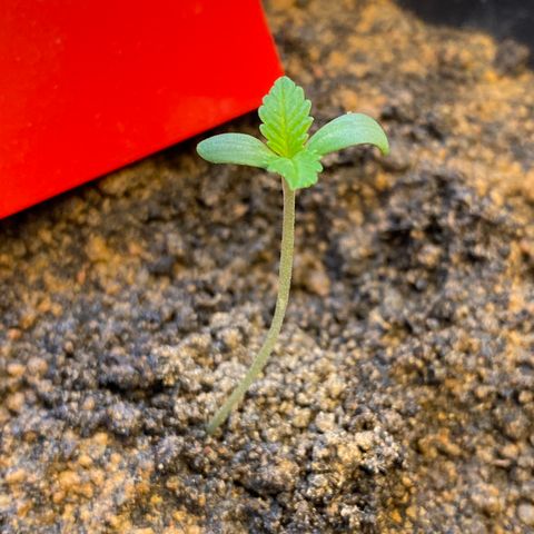 Amnesia Auto (Seedstockers) growlog timeline photo