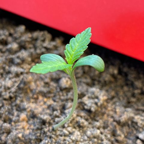 Amnesia Auto (Seedstockers) growlog timeline photo