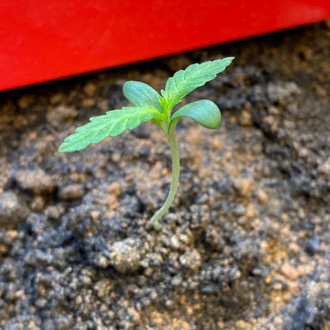 Amnesia Auto (Seedstockers) growlog timeline photo