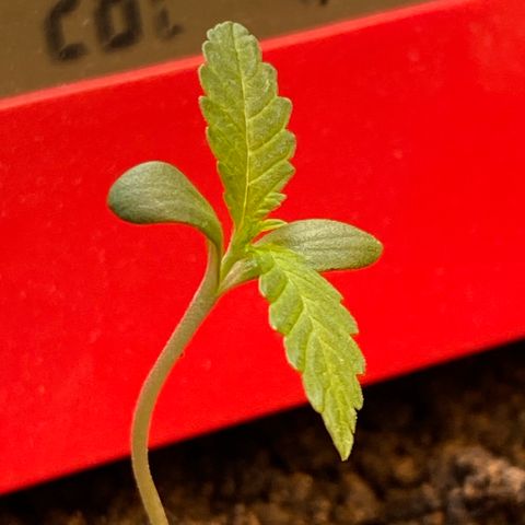 Amnesia Auto (Seedstockers) growlog timeline photo