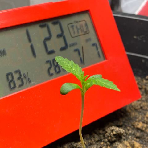 Amnesia Auto (Seedstockers) growlog timeline photo