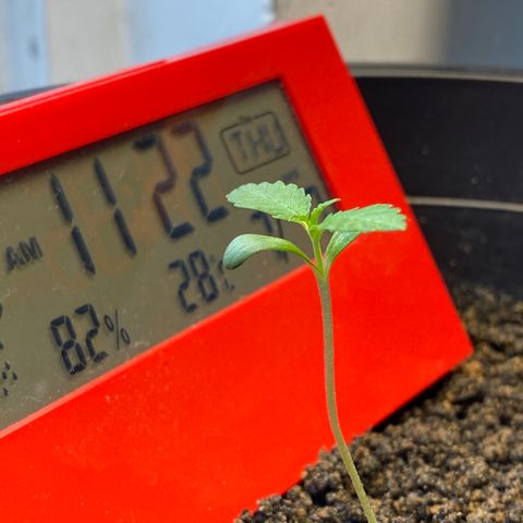 Amnesia Auto (Seedstockers) growlog timeline photo
