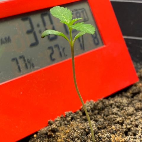 Amnesia Auto (Seedstockers) growlog timeline photo