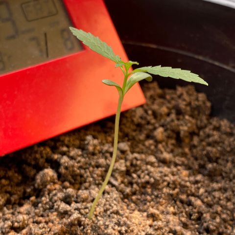Amnesia Auto (Seedstockers) growlog timeline photo