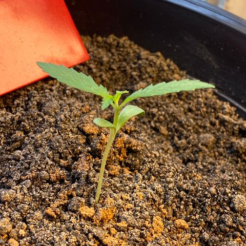 Amnesia Auto (Seedstockers) growlog timeline photo