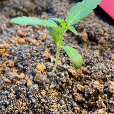 Amnesia Auto (Seedstockers) growlog timeline photo