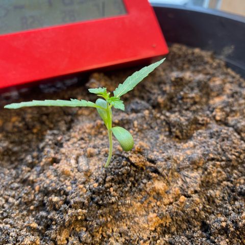 Amnesia Auto (Seedstockers) growlog timeline photo