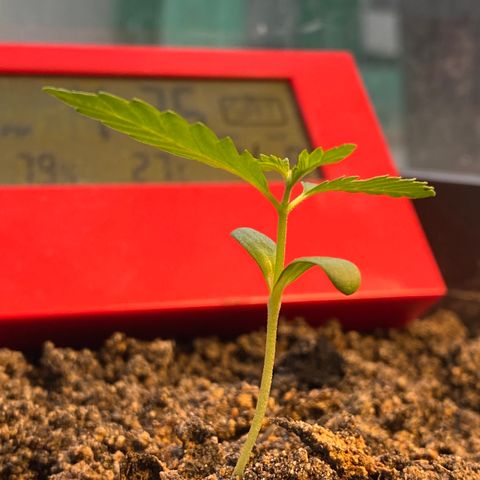 Amnesia Auto (Seedstockers) growlog timeline photo