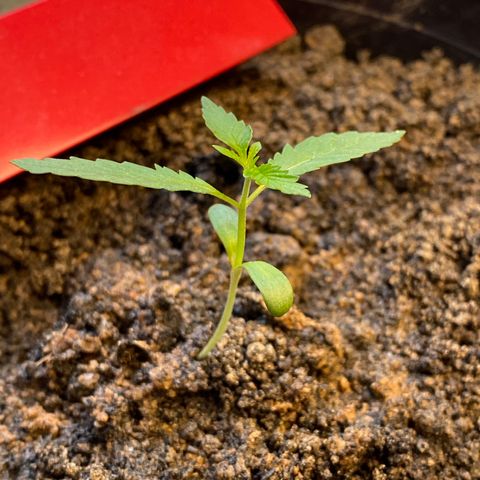 Amnesia Auto (Seedstockers) growlog timeline photo