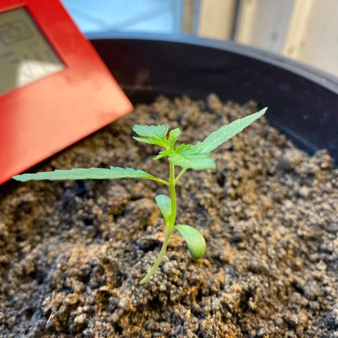 Amnesia Auto (Seedstockers) growlog timeline photo