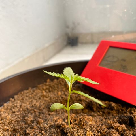 Amnesia Auto (Seedstockers) growlog timeline photo