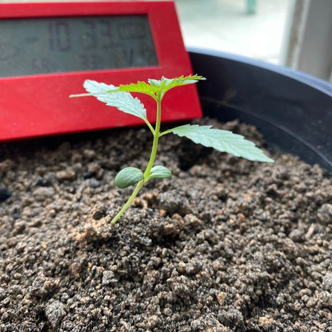 Amnesia Auto (Seedstockers) growlog timeline photo