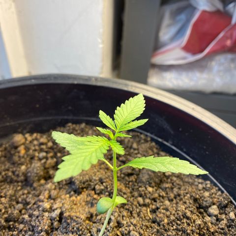 Amnesia Auto (Seedstockers) growlog timeline photo