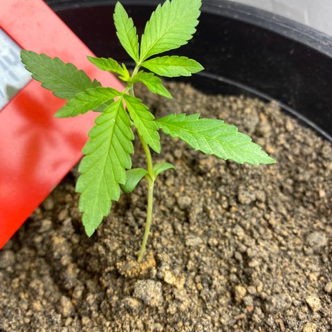 Amnesia Auto (Seedstockers) growlog timeline photo