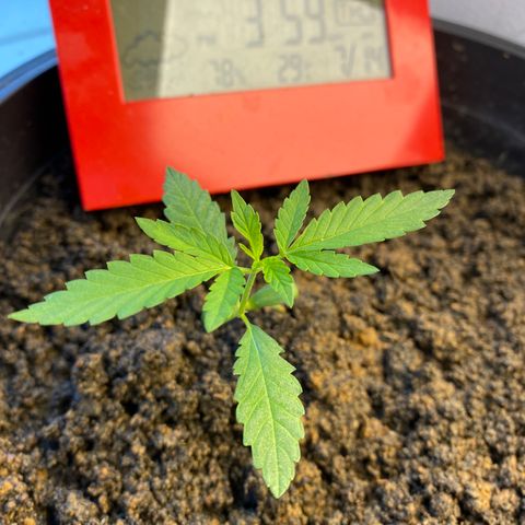 Amnesia Auto (Seedstockers) growlog timeline photo