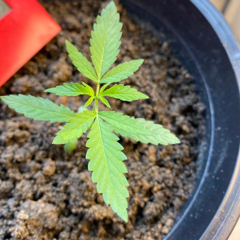 Amnesia Auto (Seedstockers) growlog timeline photo