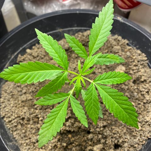 Amnesia Auto (Seedstockers) growlog timeline photo