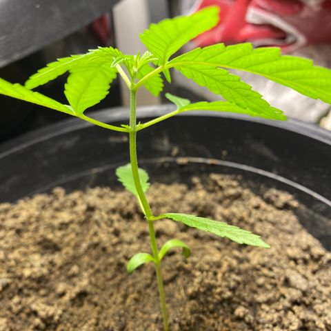 Amnesia Auto (Seedstockers) growlog timeline photo