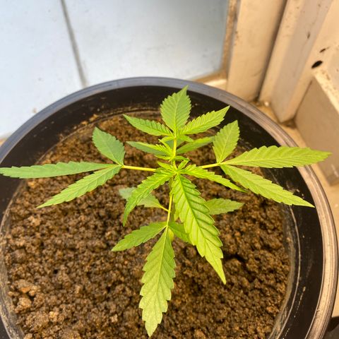 Amnesia Auto (Seedstockers) growlog timeline photo