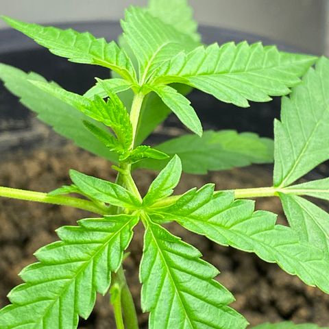 Amnesia Auto (Seedstockers) growlog timeline photo