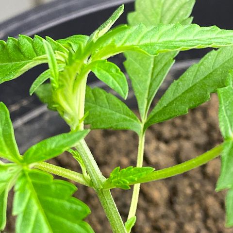 Amnesia Auto (Seedstockers) growlog timeline photo