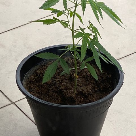 Amnesia Auto (Seedstockers) growlog timeline photo