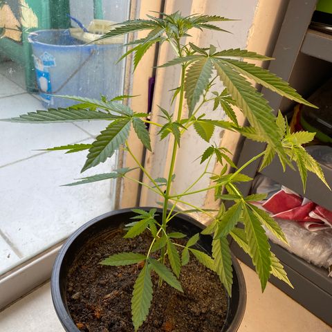 Amnesia Auto (Seedstockers) growlog timeline photo