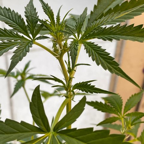 Amnesia Auto (Seedstockers) growlog timeline photo