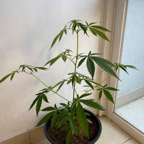 Amnesia Auto (Seedstockers) growlog timeline photo