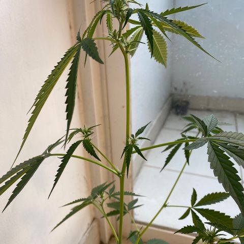 Amnesia Auto (Seedstockers) growlog timeline photo