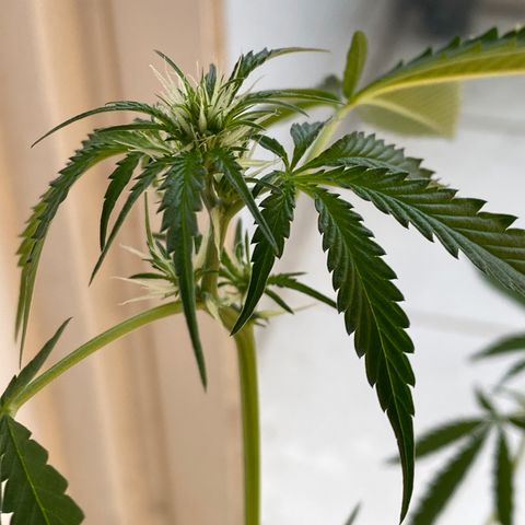 Amnesia Auto (Seedstockers) growlog timeline photo