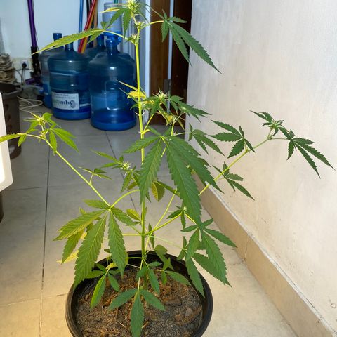 Amnesia Auto (Seedstockers) growlog timeline photo