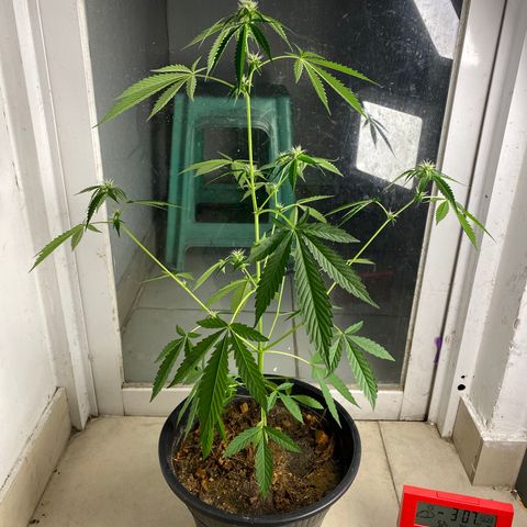 Amnesia Auto (Seedstockers) growlog timeline photo