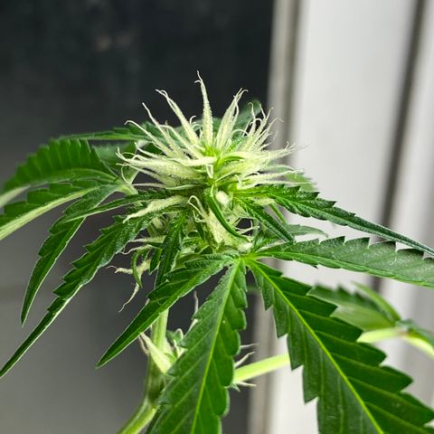Amnesia Auto (Seedstockers) growlog timeline photo