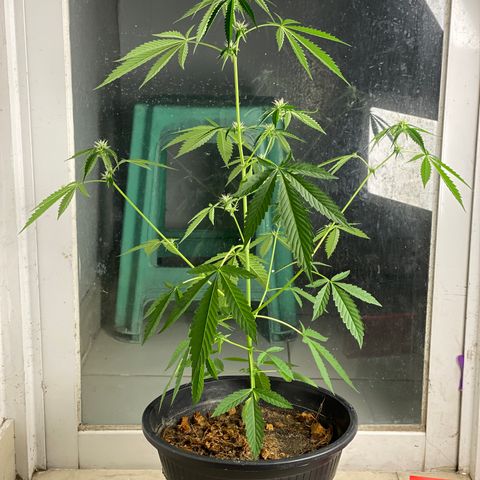 Amnesia Auto (Seedstockers) growlog timeline photo