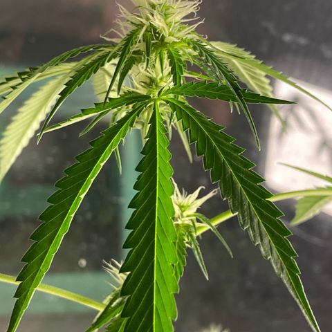Amnesia Auto (Seedstockers) growlog timeline photo