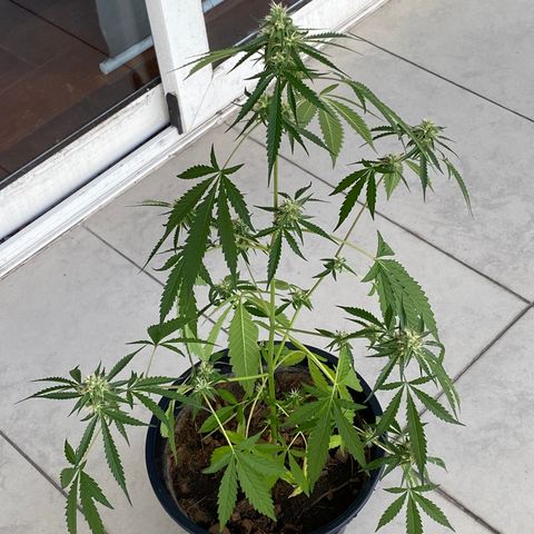 Amnesia Auto (Seedstockers) growlog timeline photo