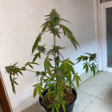 Amnesia Auto (Seedstockers) growlog timeline photo