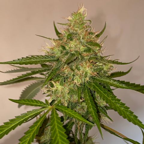 Amnesia Auto (Seedstockers) growlog timeline photo