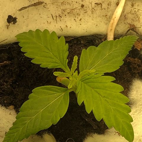 Latifa.2 growlog timeline photo